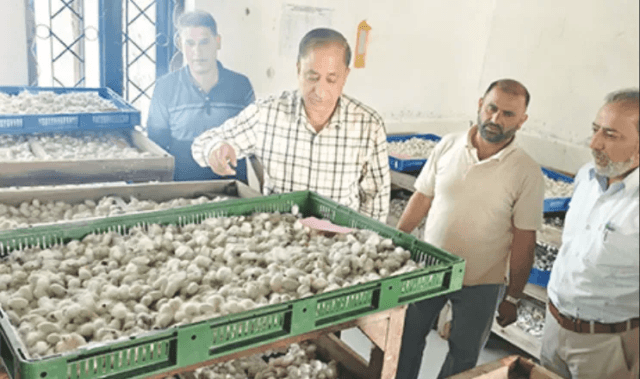 J&K expects bumper cocoon harvest this year