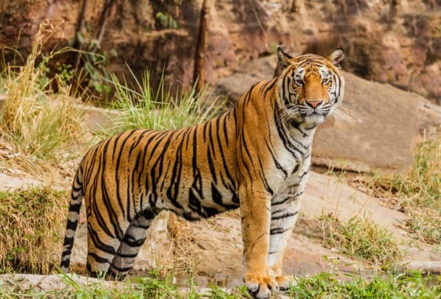 Ranchi village on edge as tiger takes shelter inside home, Ranchi village on edge as tiger takes shelter inside home, rescue efforts on for 12 hours
