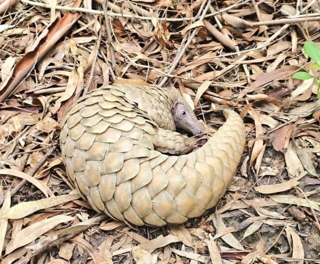 Army rescues pangolin near LoC in Jammu Army rescues pangolin near LoC in Jammu