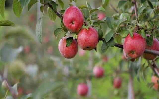Substandard trellis systems put high-density apple orchards at risk