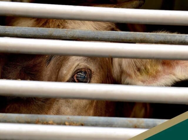 J&K Govt constitutes team to hold talks with Punjab for smooth livestock movement, check overcharging