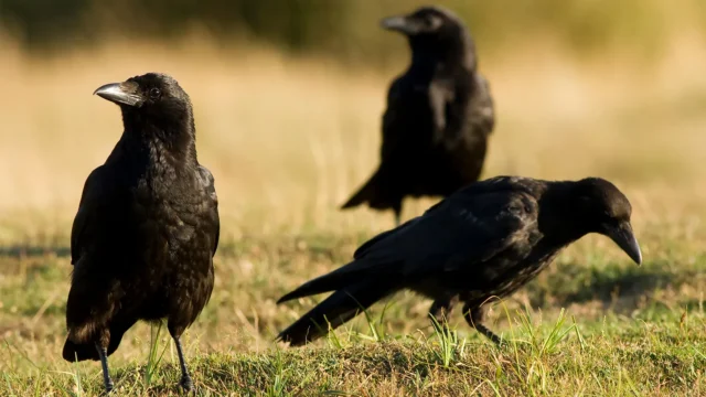 Science says crows can hold grudges for years: Study Science says crows can hold grudges for years: Study