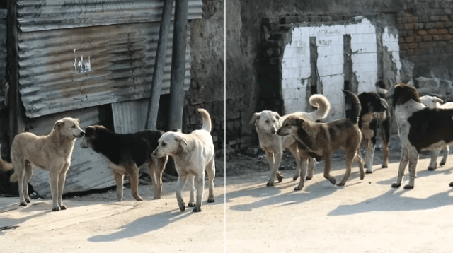 J&K ranks 2nd in India with 23 stray dogs per J&K ranks 2nd in India with 23 stray dogs per 1000 people