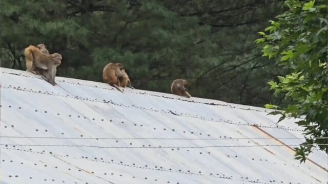 Bandipora villagers say lives made ‘hell’ by monkey menace Bandipora villagers say lives made ‘hell’ by monkey menace