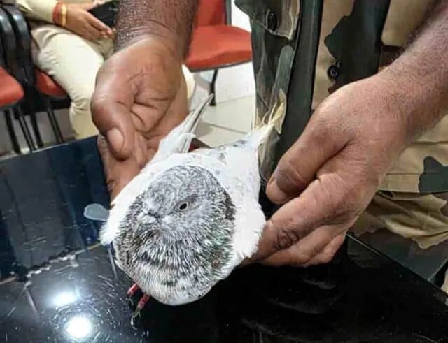 Jammu Tawi Railway Station put on high alert after threat note found with pigeon