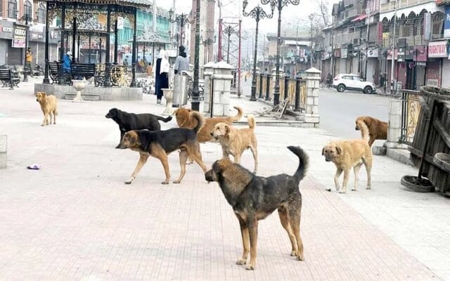 Stray dog attacks leave dozens injured in Srinagar’s Rainawari Stray dog attacks leave dozens injured in Srinagar’s Rainawari