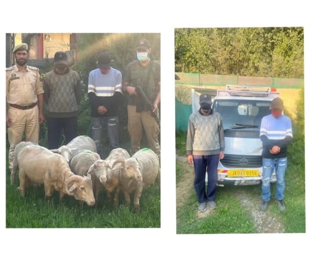 Ganderbal Police crack livestock theft cases, recover sheep worth lakhs