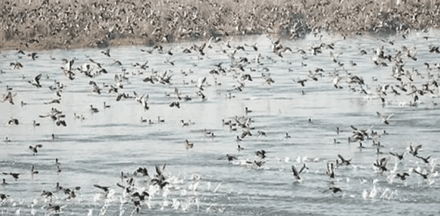 Wular Lake records over 3 lakh migratory birds so far, Wular Lake records over 3 lakh migratory birds so far, highest in recent years