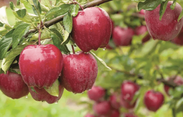 Over 6,400 tonnes of apples transported from Kashmir to Delhi in 2 weeks