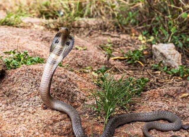 Bengaluru techie dies after venomous snake bite in footwear Bengaluru techie dies after venomous snake bite in footwear