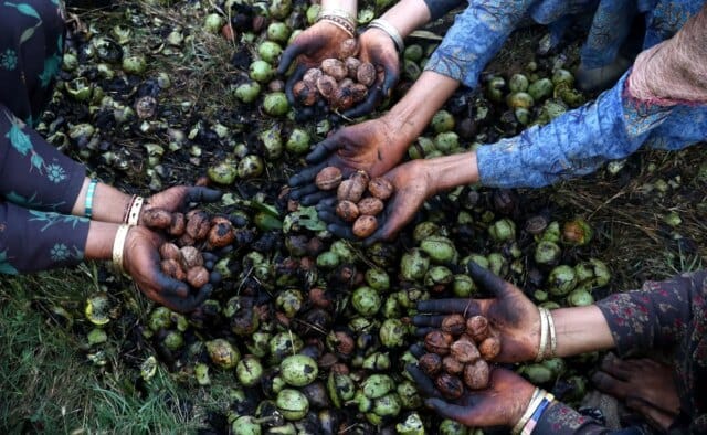 Kashmir’s walnut harvest in full swing amid challenges Kashmir’s walnut harvest in full swing amid challenges