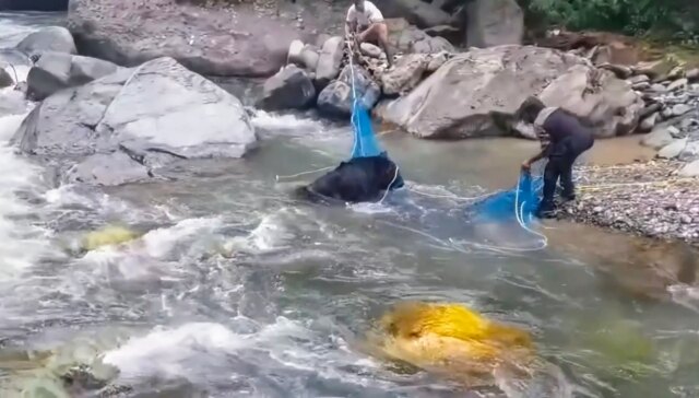 Wildlife officials rescue pregnant black bear trapped in river after Wildlife officials rescue pregnant black bear trapped in river after 48-hours operation in Kishtwar