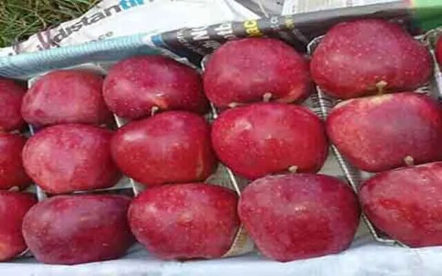 Govt to crackdown on artificial coloring in apples: Minister Javed Dar