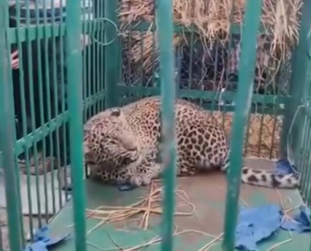 Leopard captured in J-K's Doda town, search on for second