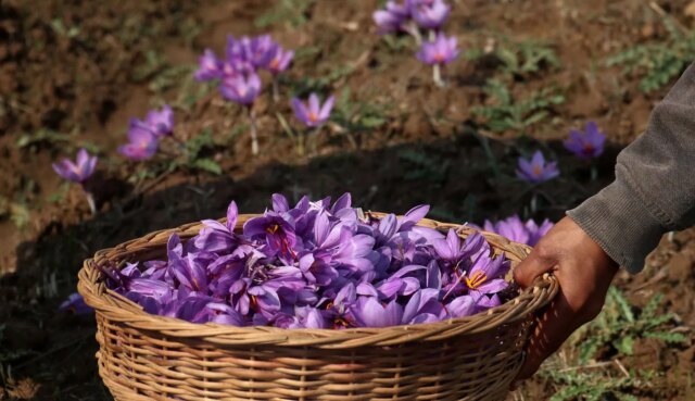 Meet Shopian’s progressive farmer growing indoor, outdoor Saffron Meet Shopian’s progressive farmer growing indoor, outdoor Saffron