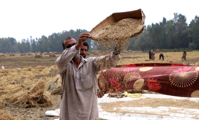 Kashmir farmers say paddy yield down by 40 per cent Kashmir farmers say paddy yield down by 40% this year