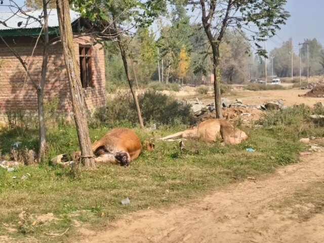 Six dead cows dumped in Budgam, locals decry negligence Six dead cows dumped in Budgam, locals decry negligence