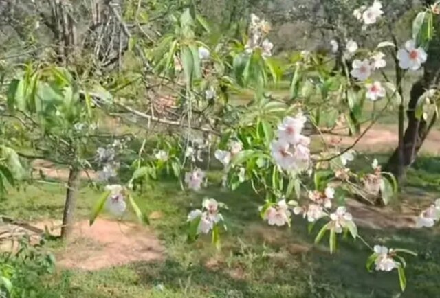 Experts clarify unseasonal flowering in Kashmir’s fruit trees not necessarily due to climate change