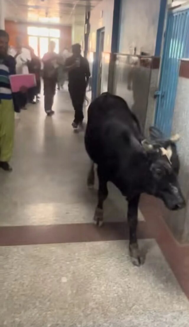 Cow strays into Bandipora hospital; admin says security guards were attending ‘emergency’